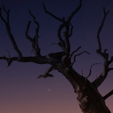 A desert tree, seen from below, stretches its branches into the sky.